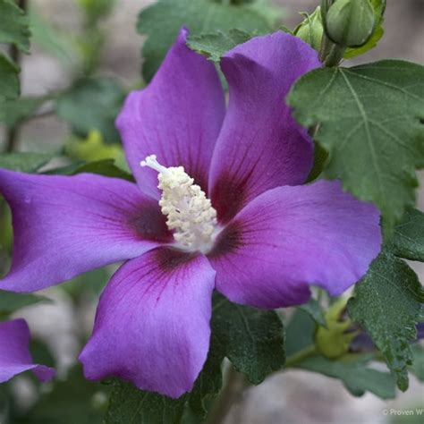 Rose Of Sharon Hibiscus Syriacus Purple Satin®