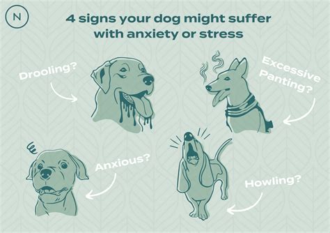 Dog Anxiety