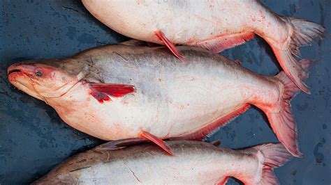 Pangasius Süßwasserfisch Aus Fernost Ndrde Ratgeber Kochen