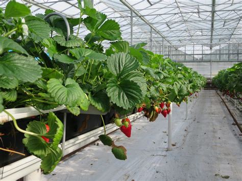 Mass Trapping Of Western Flower Thrips Russell Ipm