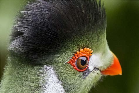 Green Exotic Birds Images And Description Exotic Birds