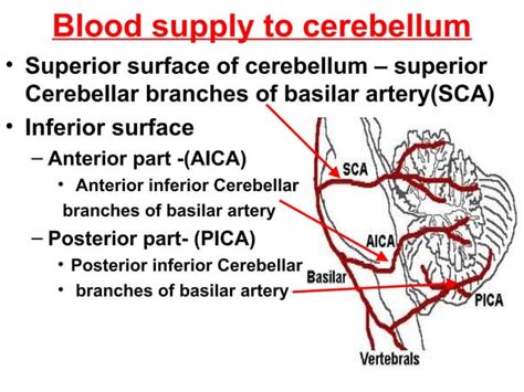 Cerebellum By Suresh Aadi8888