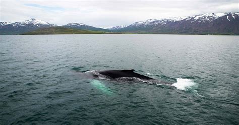 Akureyri Iceland Whale Watching From Akureyri Excursion Norwegian