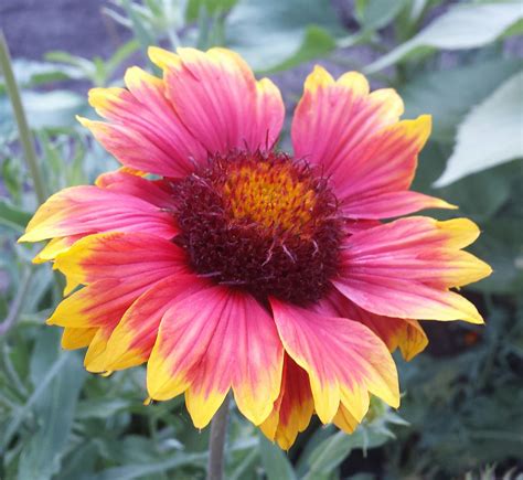 For flowers that bloom in july, choose native plants for reliable growth in the dry summers that characterize a mediterranean climate. July 8, 2017 #Gaillardia #BlanketFlower #Perennial #Bloom ...