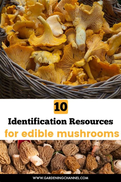 Is This Mushroom Edible 10 Identification Resources Gardening Channel