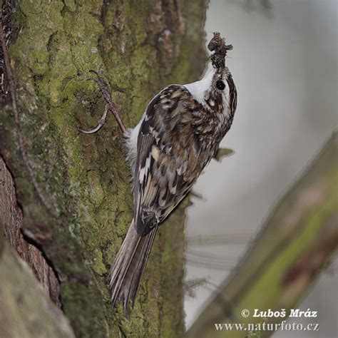 Brown Creeper Photos Brown Creeper Images Nature Wildlife Pictures