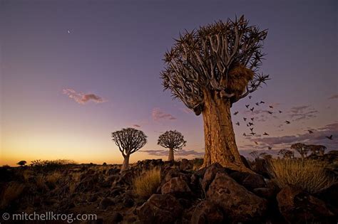 Quiver Tree Kokerboom Sunset Namibia Landscape Photography