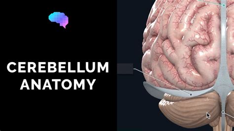 Anatomy Of The Cerebellum 3d Anatomy Tutorial Ukmla Cpsa Youtube