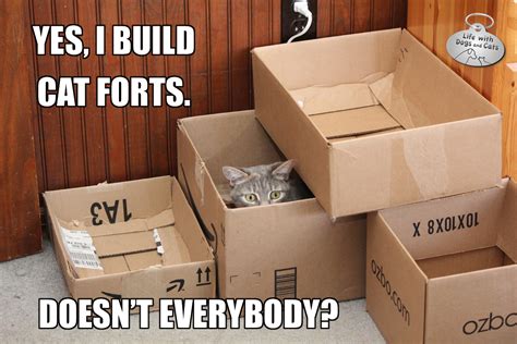 Cat Forts Life With Dogs And Cats Life With Dogs And Cats