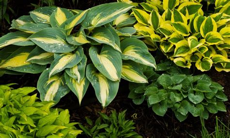 13 Types Of Hostas Hosta Varieties You May Want To Know