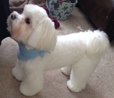 50 Most Adorable Maltese Haircuts Trending In 2023