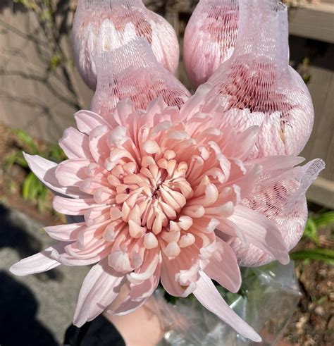 Blush Disbud Cremone Mums Wholesale Flowers And Diy Wedding Flowers