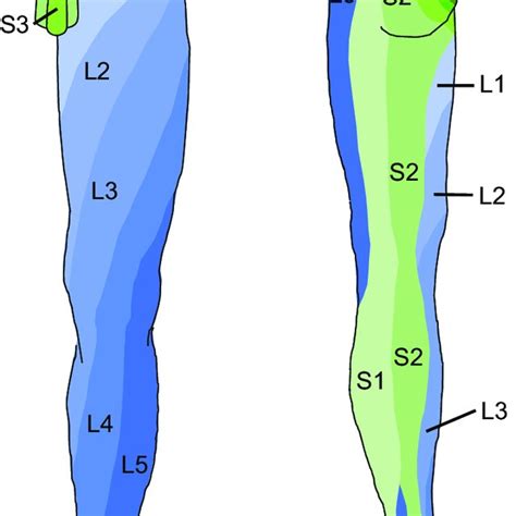 Dermatomes Of The Lower Limb Download Scientific Diagram