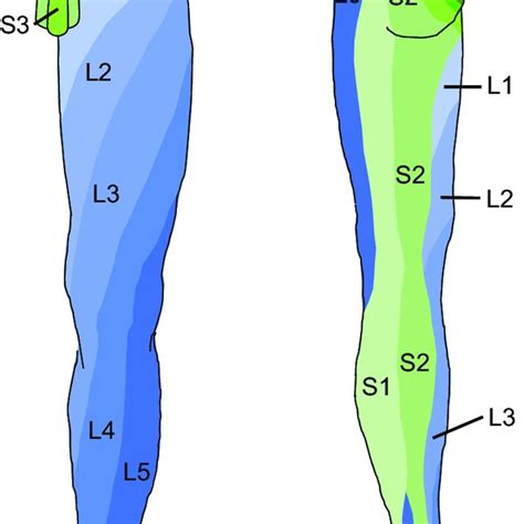 Dermatomes Lower Extremity