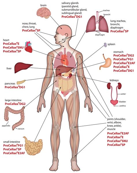 Explore the anatomy systems of the human body! Free Human Body Organs, Download Free Clip Art, Free Clip ...