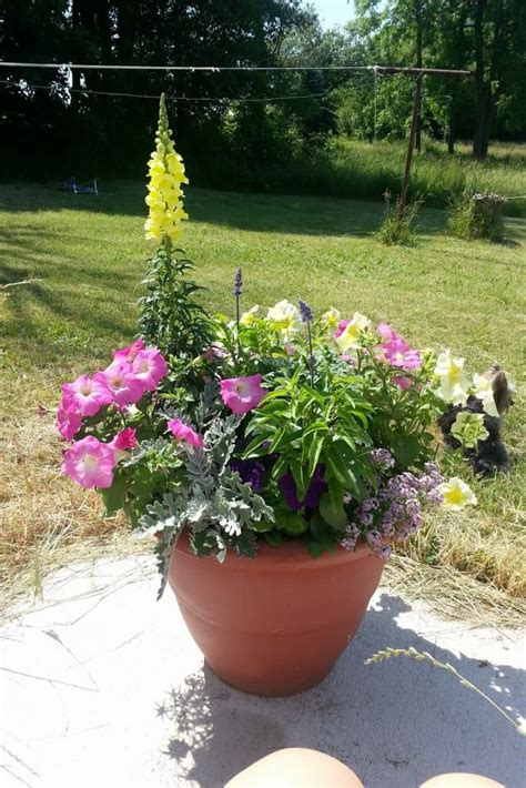 Beautiful Mixed Flower Pots On A Budget Life Full And Frugal