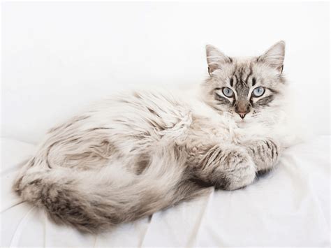 Maine Coon Siamese Mix Is This The Right Kitty For You Kitty Devotees