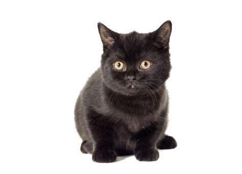 黑猫侧面特写图片黑色背景下的黑猫侧面特写素材高清图片摄影照片寻图免费打包下载