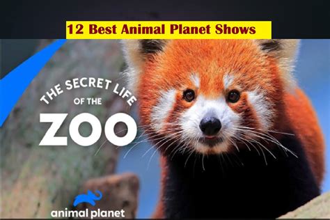 12 Best Animal Planet Shows You Can Watch Online