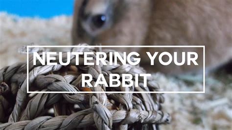 rabbit advice neutering spaying a rabbit youtube