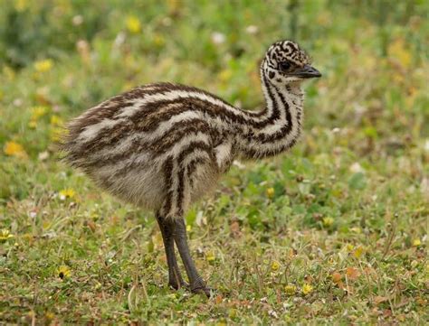What Do Emus Eat 15 Foods In Their Diet Unianimal