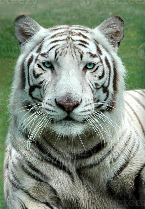 Tigre De Bengala Blanco Con Ojos Verdes Posando Graciosamente 839448