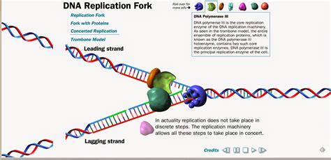 High School Learning Technologies A Digital Portfolio Harvard DNA Replication