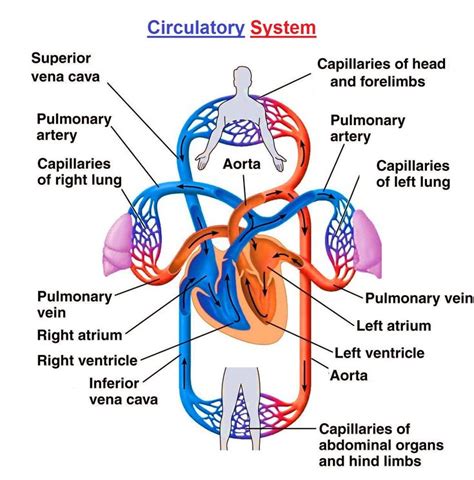 Circulatory System Label Label The Circulatory System Anatomy Human