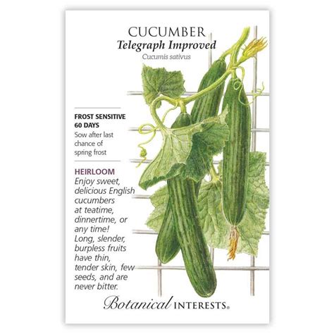 How To Grow Telegraph Cucumbers Justagric