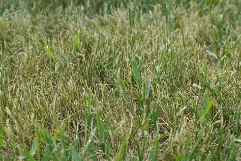 How To Get Rid Of Crabgrass Better Homes And Gardens