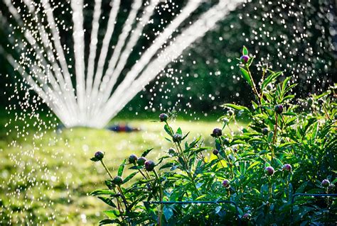 Five Ways To Be Water Wise In The Garden