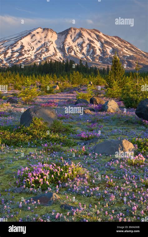 Mount St Helens National Volcanic Monument Wa Dawn On Mount St