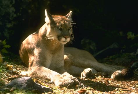 Were Not Mountain Lion About These Facts The National