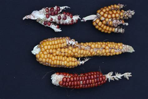 Because christensen holds great appreciation for this. Good Stuff NW: Farm Bulletin: A Connecticut Yankee in Chef ...