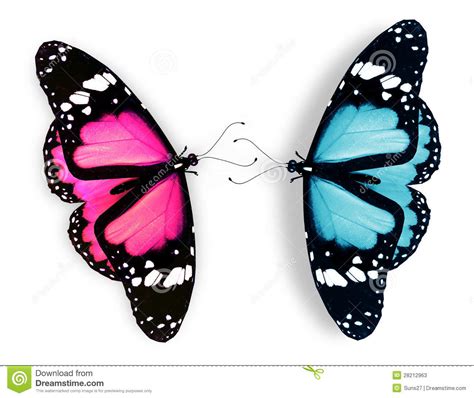 Pink And Blue Butterfly On White Stock Illustration