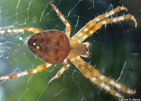 Epow Ecology Picture Of The Week Garden Invader European Garden Spider