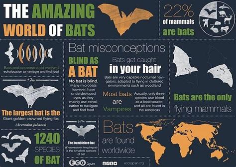 Their wing structure, bones and muscles help them to move quickly. The amazing world of bats | Bat facts, Infographic, Fruit bat