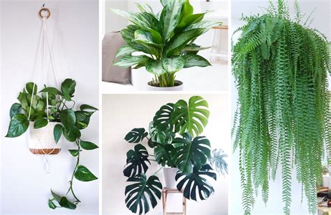 5 Indoor Plants That Purifies Air Hubsab