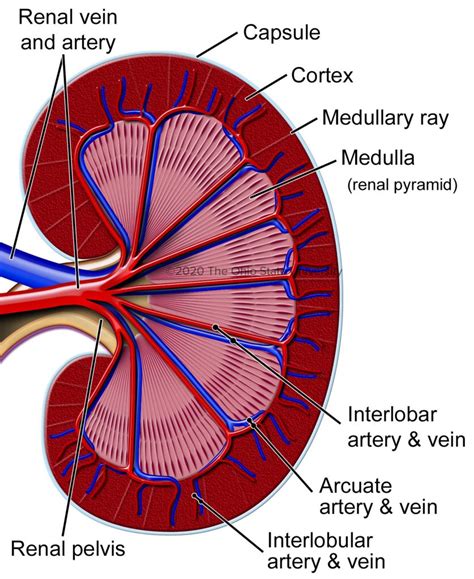 Renal Pyramids Histology