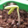 Plantez vos cactus en plein soleil, dans une terre légère, sableuse, ne retenant pas l'eau. Planter les dahlias en pleine terre
