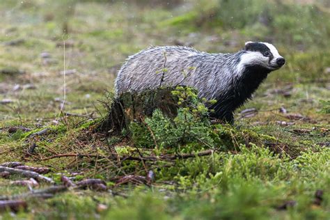 European Badger Is Posing The Forest Photograph By Jaroslav Frank Pixels