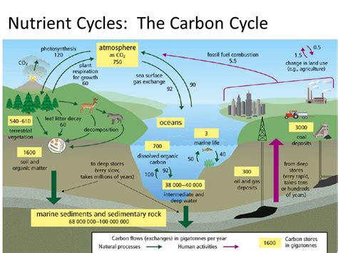 Ls25 The Carbon Cycle Photosynthesis And Respiration