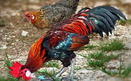 Penternakan ayam kampung iswara convert lmst pengusaha penternak ayam kampong buaya sungai gedong projek ayam kampung kulai ternak ayam kampung kacuk di karak pahang. DINARA AGRO FARM: PENCERAHAN MENGENAI AYAM KAMPUNG KACUK ...