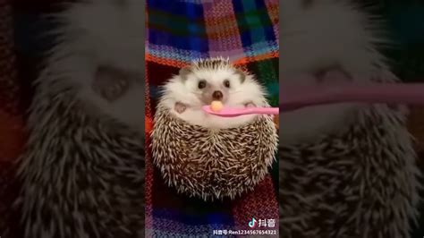 Cute Hedgehog Eats Chickpea Youtube