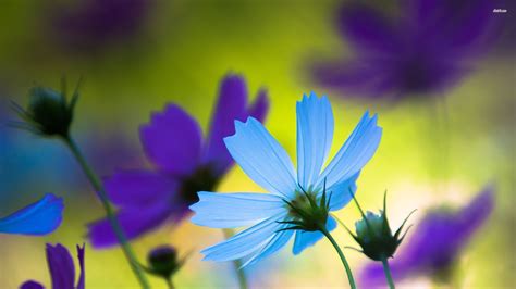 Images For Blue Cosmos Flowers Cosmos Flowers Blue Flower