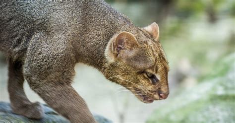 Get Up Close With A Jaguarundi The Otter Cat Discvrblog