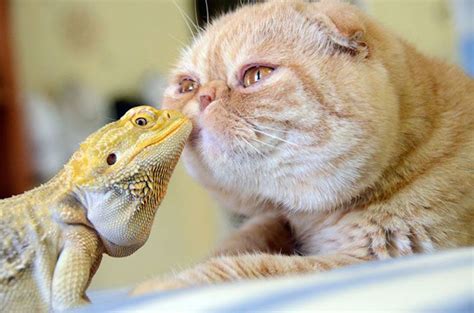 23 Unusual Animal Friendships Absolutely