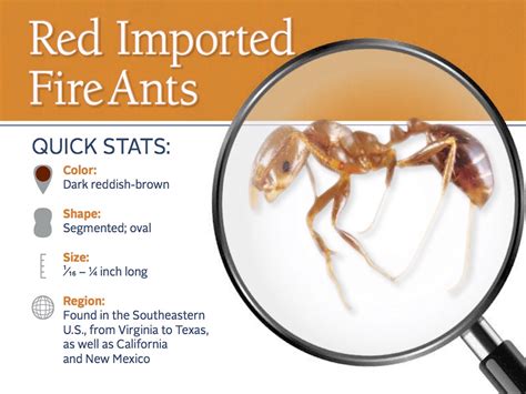 Red Fire Ants How To Treat Bites And Get Rid Of Red Ants