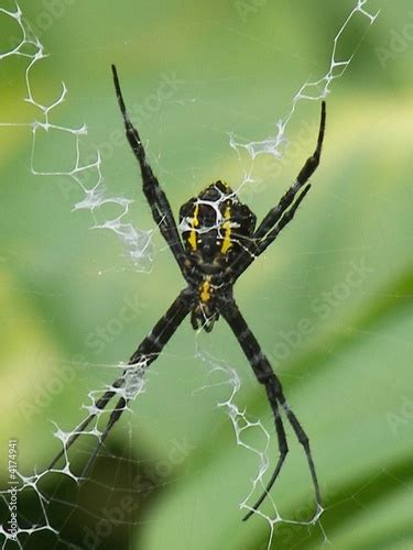 Hawaii Banana Spider Stock Photo And Royalty Free Images On Fotolia