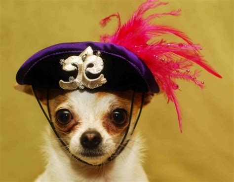 17 Best Cuuute Dogs Wearing Hats Images On Pinterest